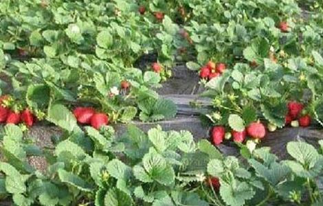 大棚草莓如何管理温湿度（大棚草莓湿度该控制在多少）