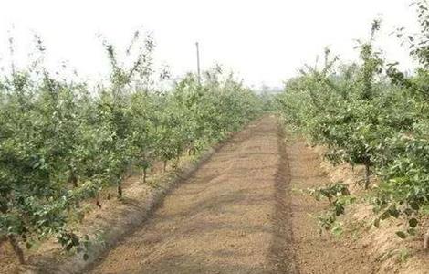 苹果园如何浇灌封冻水 苹果园如何浇灌封冻水果