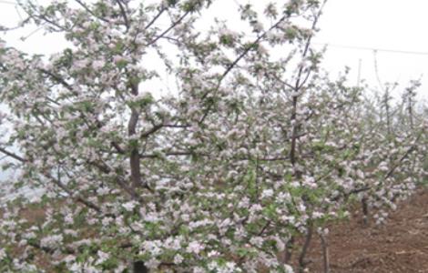 苹果倒春寒后的管理措施（苹果倒春寒怎样预防）