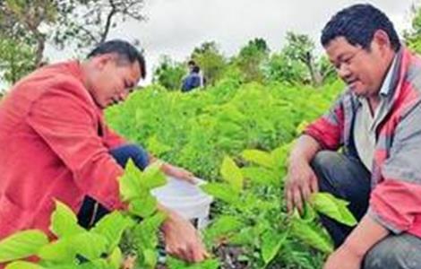 桑树的施肥技术