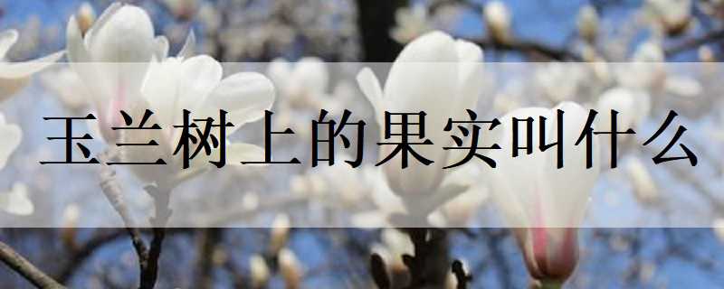 玉兰树上的果实叫什么（玉兰花树果实图片）