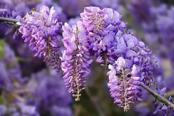 紫藤花芽与花苞区别，如何区分两者 紫藤花芽与花苞区别,如何区分两者关系