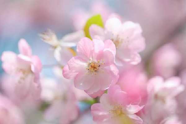 为什么海棠花爱生虫子，原因有哪些 为什么海棠花爱生虫子,原因有哪些种类