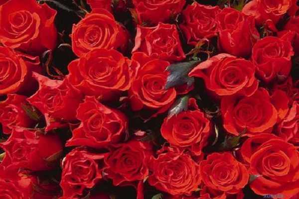 玫瑰花是植物吗，玫瑰花的种植方法（关于玫瑰花的种植方法及养护）