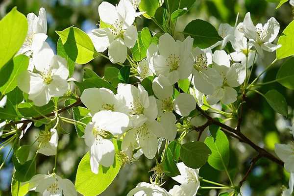 梨树几月份开花，梨花的含义及作用（梨树是什么时候开花结果的?）