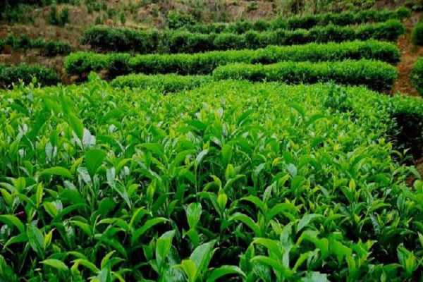 茶树怎么种植，茶树需要几年能长大（茶树怎么种植,茶树需要几年能长大叶子）