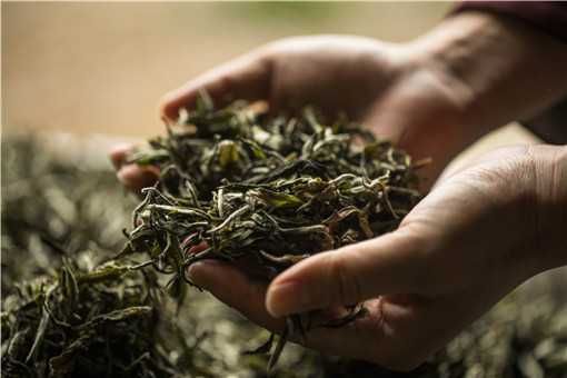 茶叶种植前景如何 茶叶种植前景如何写