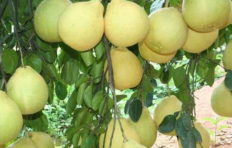 柚子树要种植几年才能结果 柚子树要种植几年才能结果实