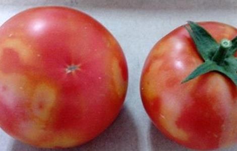 西红柿转色不均匀的原因和解决方法 西红柿转色不均匀的原因和解决方法视频