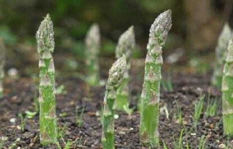 芦笋种植的注意事项 芦笋种植的注意事项有哪些