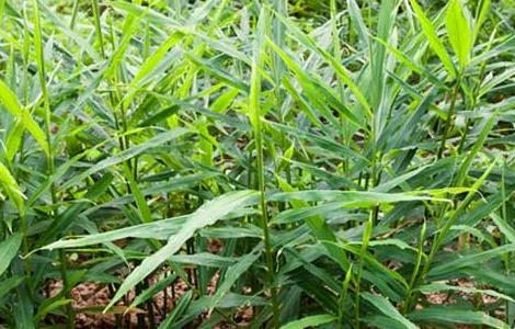 姜的种植方法和时间 盆栽生姜的种植方法和时间