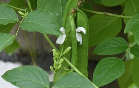 刀豆的种植时间与方法 刀豆的种植时间与方法视频