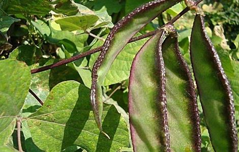 扁豆高产种植技术（扁豆高产种植技术与管理）