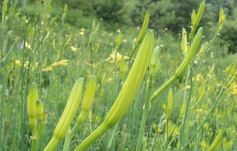 黄花菜高产的施肥方法 黄花菜如何施肥