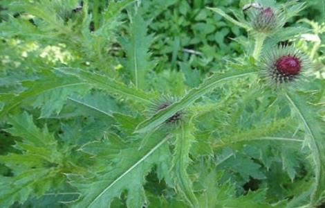 刺儿菜 种植 方法