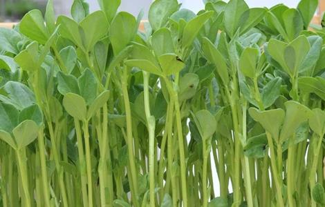 芽苗菜如何种植 芽苗菜的种植方法及图片