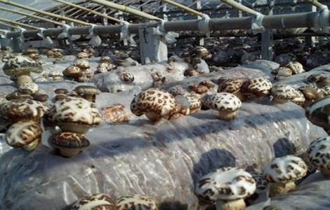 花菇种植技术 花菇种植技术与管理