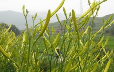 黄花菜育苗技术（黄花菜育苗技术要点）