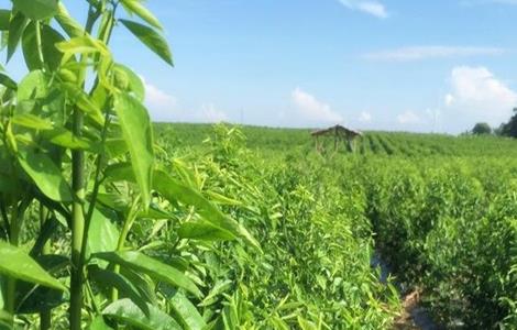 野菜种植 注意事项 野菜