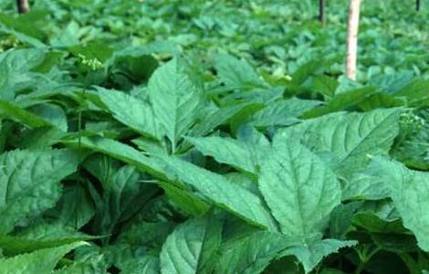 野菜种植前景 野菜种植 野菜