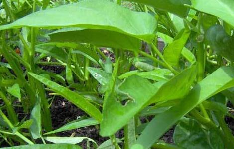 空心菜茎基肿大原因及防治方法 白菜根肿病的栽培控制