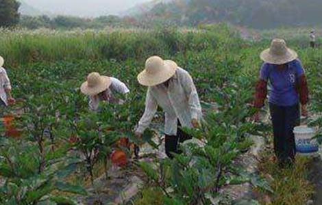 茄子盛夏期追肥注意事项（种植茄子施肥时需要注意什么?）