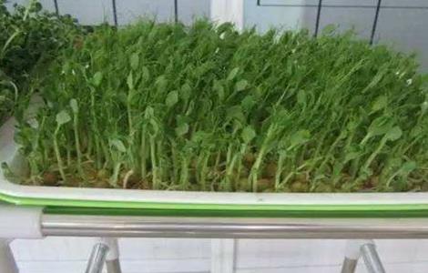 豌豆芽苗菜种植方法 豌豆芽苗菜种植方法图解