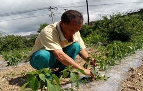 辣椒整枝打杈的作用和方法（辣椒整枝打杈的作用和方法视频）