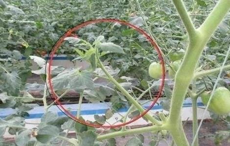 番茄疏除侧枝注意事项 番茄的侧枝如何修剪
