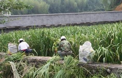 冷水茭白的栽培技术 冷水茭白种植技术