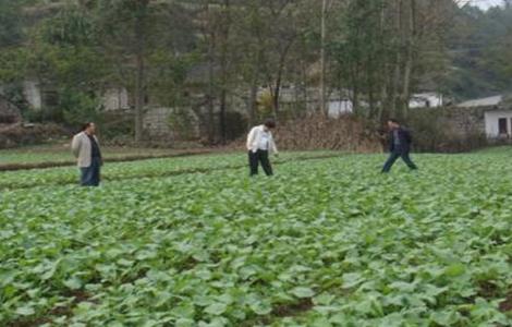 油菜春季施肥技术