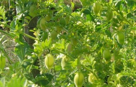 鹰嘴豆的栽培技术 鹰嘴豆的栽培技术和管理
