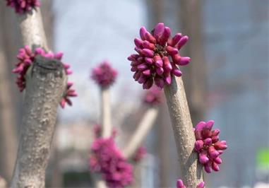 北海适合养什么花，市花和市树是什么