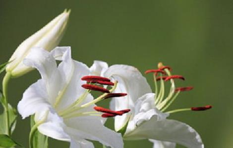 百合花用水怎么养 百合花用水怎么养活