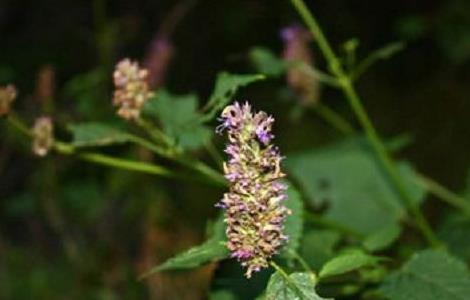 藿香的虫害及其防治（藿香的虫害及其防治措施）