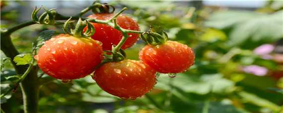 西红柿育苗方法和时间 西红柿育苗方法与时间