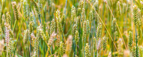 小麦病虫害防治 小麦病虫害防治用药