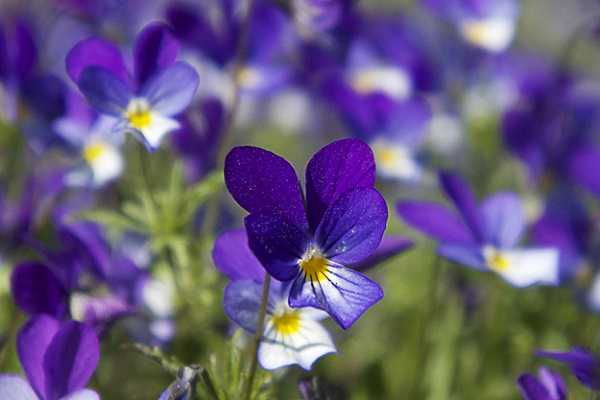紫罗兰如何叶插，都有哪些步骤 紫罗兰花繁殖方法叶插