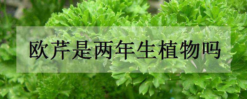 欧芹是两年生植物吗（欧芹生长周期）