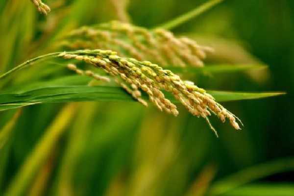 水稻拔节期是几月份，如何合理养护（水稻拔节期是几月份,如何合理养护水分）