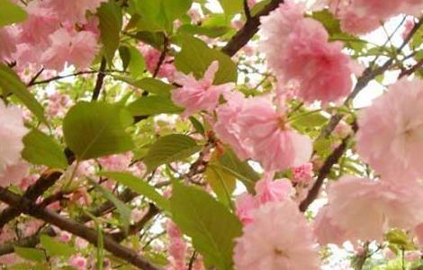 樱花树栽培几年开花 樱花树栽培几年开花一次