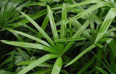 棕竹的养殖方法 棕竹的养殖方法和注意事项
