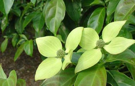 四照花的栽培技术（四照花种植方法）