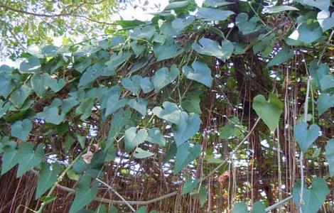 锦屏藤怎么种植 锦屏藤怎么种植盆栽