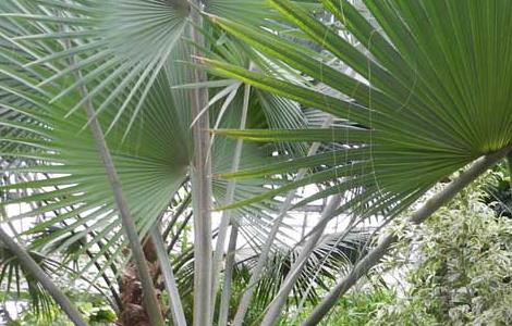 棕榈树的种植技术 棕榈树的种植技术与管理