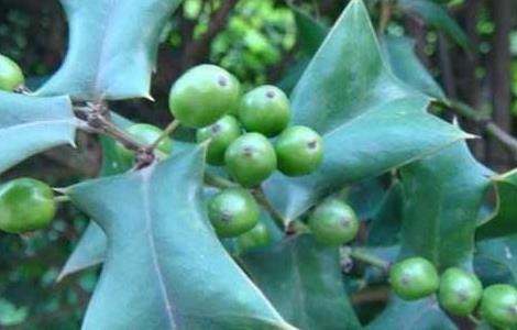 枸骨种子价格及种植方法（枸骨树种子怎样育苗）