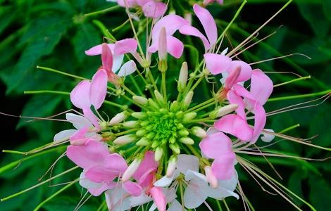 醉蝶花的花语是什么（醉蝶花又叫什么花）