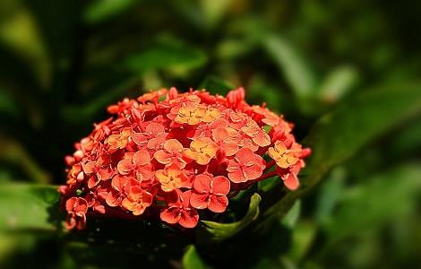 龙船花冬季养殖方法 龙船花冬天怎么养殖