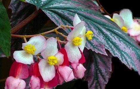 竹节海棠为什么不开花（竹节海棠徒长不开花）