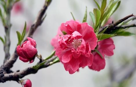 桃花夏季如何修剪（盆栽桃花如何修剪）